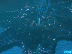 Escoffier by EroChanFX